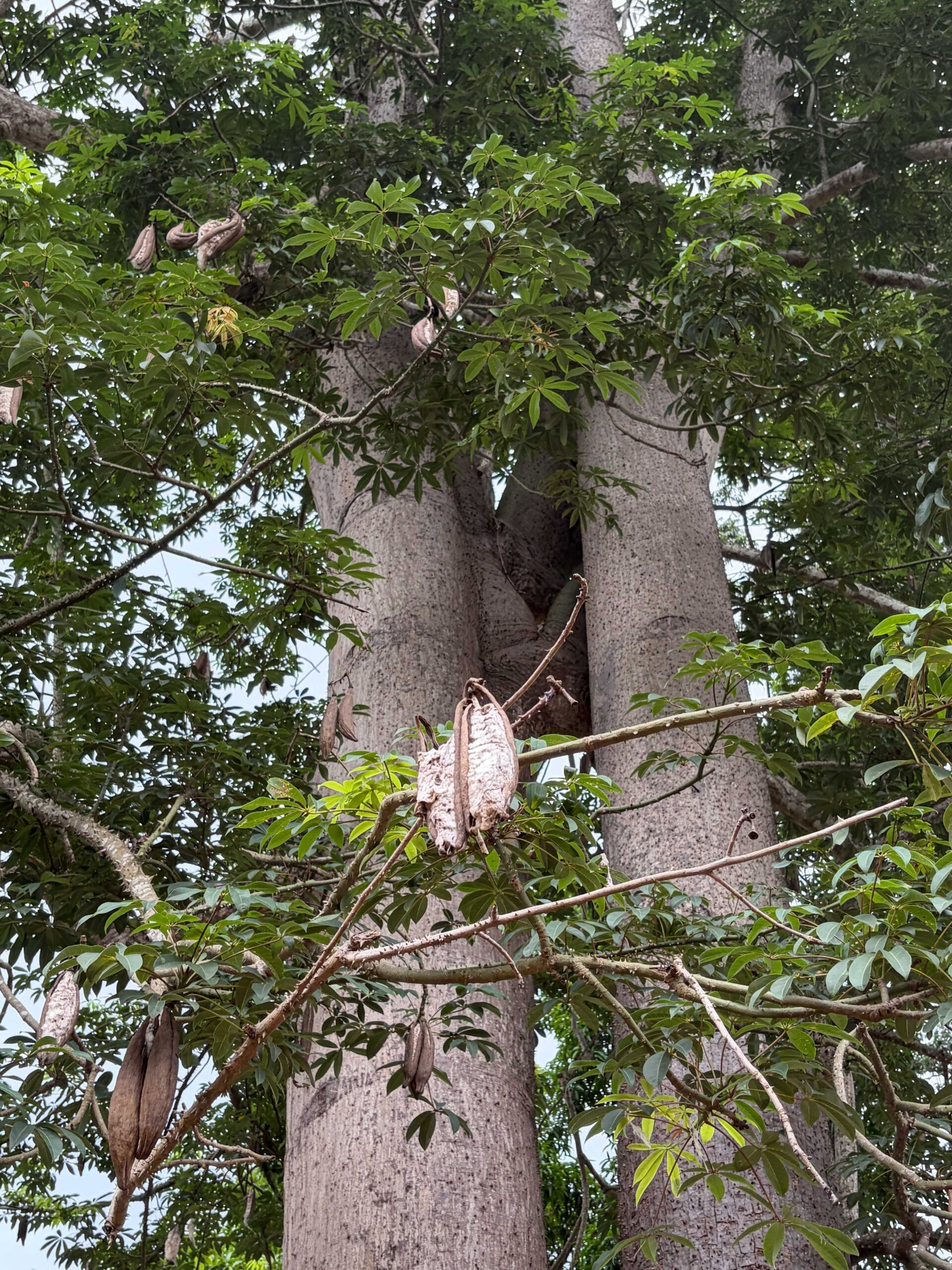 About Kapok Collective