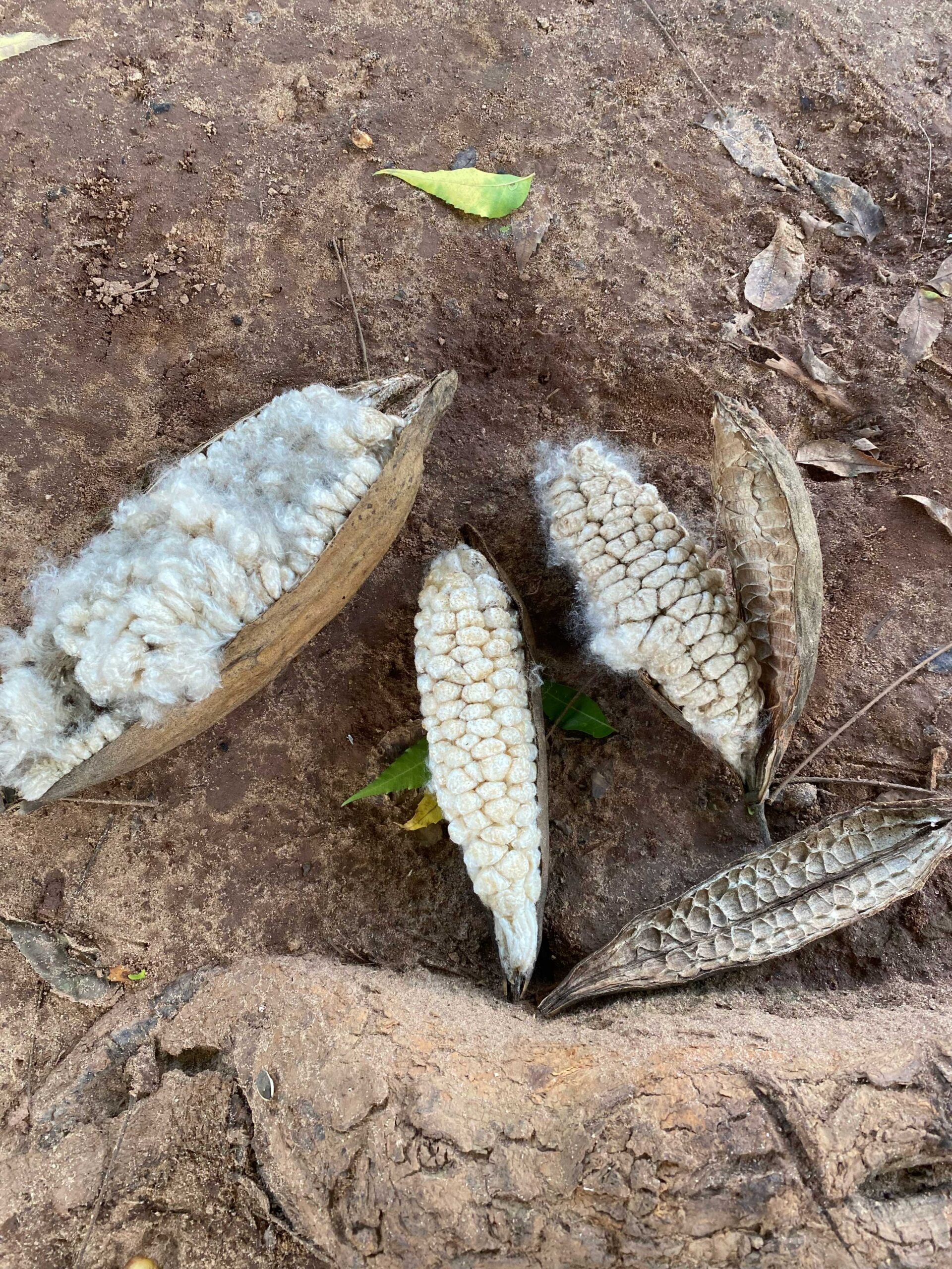 Kapok fruits on the forest floor